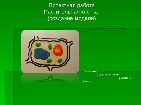Модель клетки растения биология 5 класс