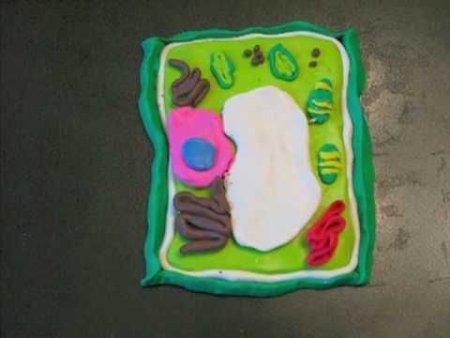 Модель аппликация растительной клетки 5 класс биология