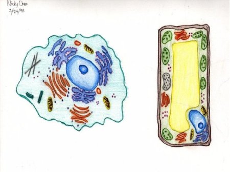 Модель клетки биология 5 класс из бумаги