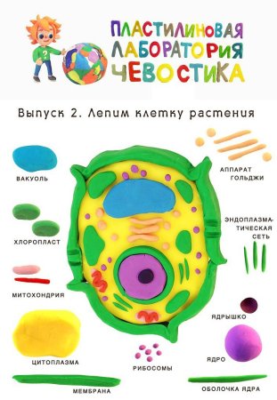 Модель клетки клетки биология 6