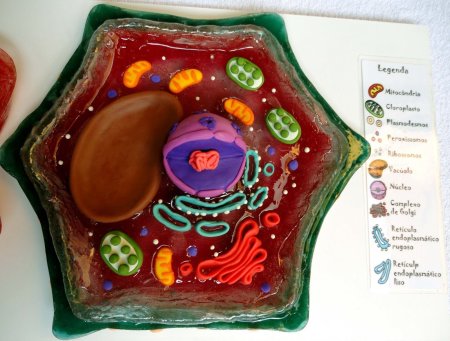 Модель растительной клетки 6 класс биология