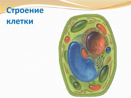 Органоиды растительной клетки биология