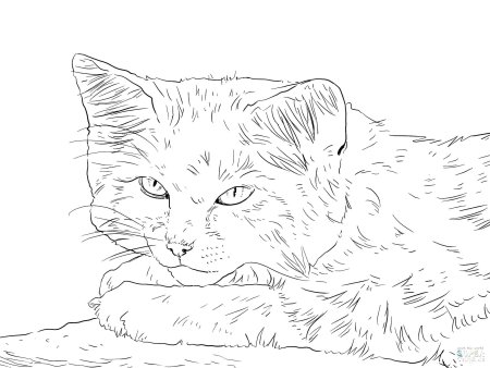 Кошка раскраска реалистичная