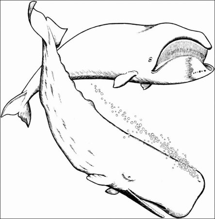 Синий кит раскраска