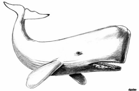 Раскраска морские обитатели