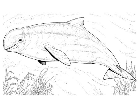 Касатка раскраска