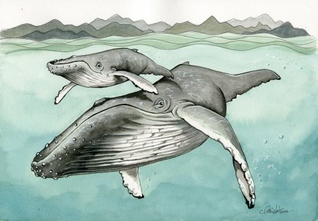 Кит рисунок