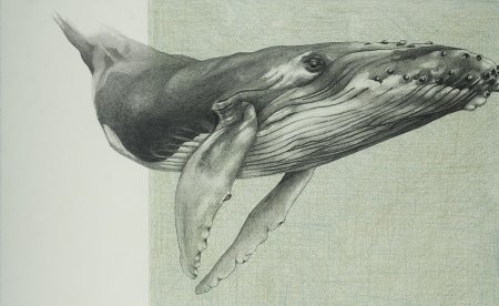 Кит черно белый