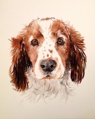 Собака акварелью