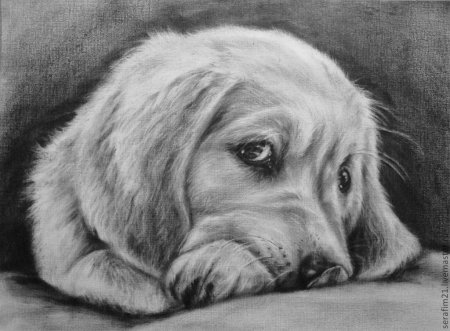 Рисунки животных карандашом