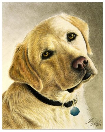 Алмазная мозаика собаки лабрадор