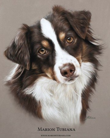 Бордер колли портрет