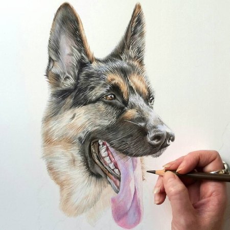 Овчарка цветными карандашами