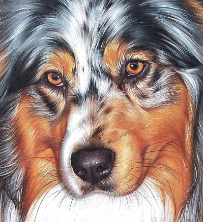 Аусси порода щенки