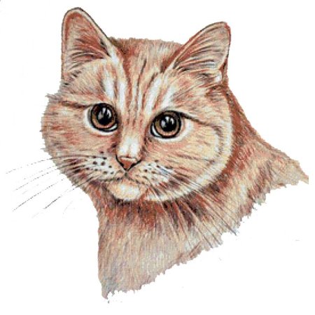 Кошки рисунки карандашом цветными