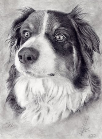 Собака карандашом