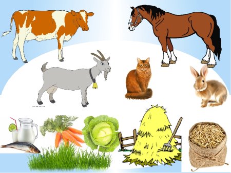 Еда для домашних животных в картинках для детей