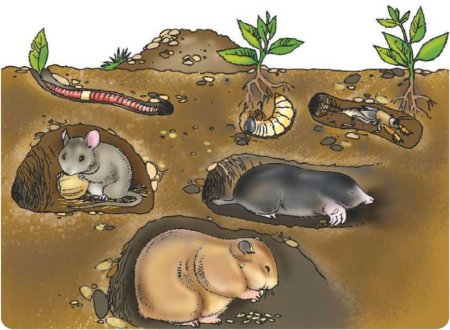 Почва и подземные обитатели