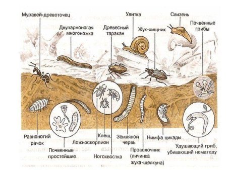 Обитатели почвы 6 класс биология