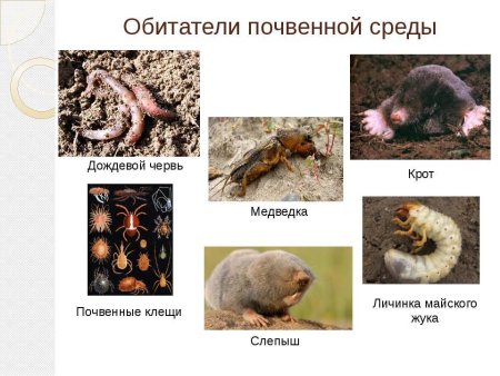 Обитатели почвенной среды