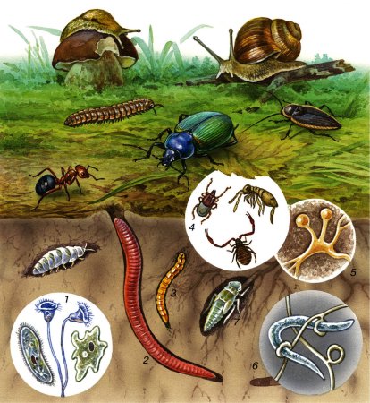 Геобионты геофилы Геоксены