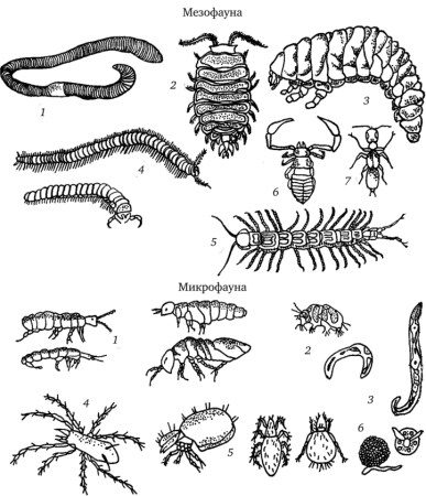 Мокрица Жук личинки