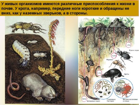 Приспособление животных к почвенной среде