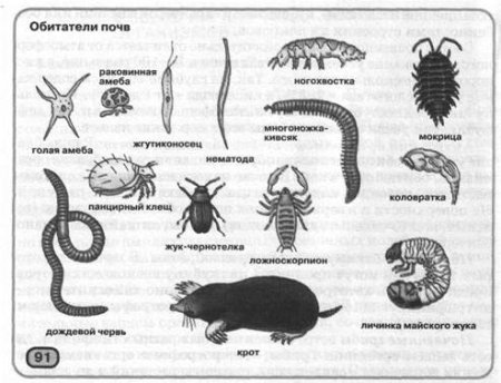 Какие насекомые обитают в почвенной среде