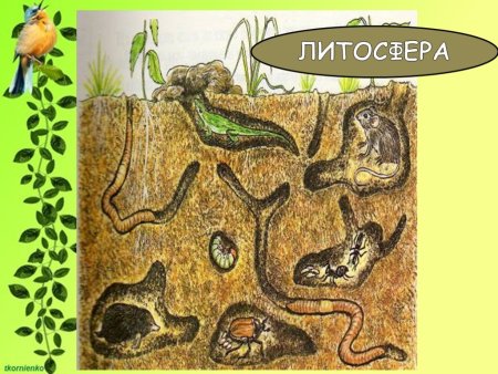 Живые организмы почвенной среды обитания