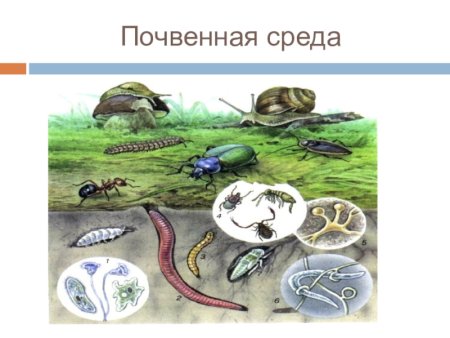 Организмы почвенной среды обитания
