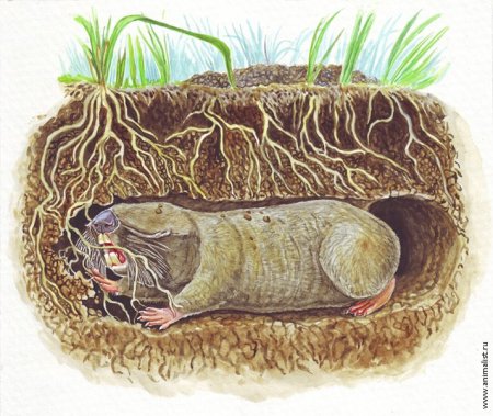 Крот слепыш