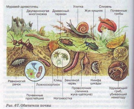 Обитатели почвенной среды