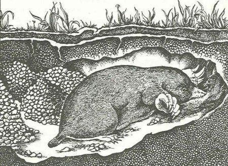 Подземные звери