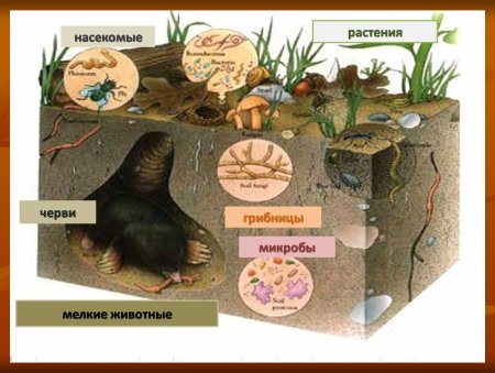 Животные почвы