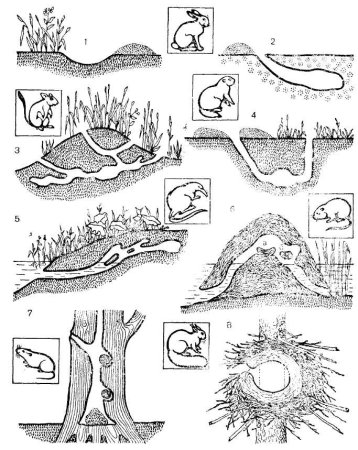 Строение мышиной Норы