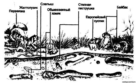 Экологические группы почвенных животных