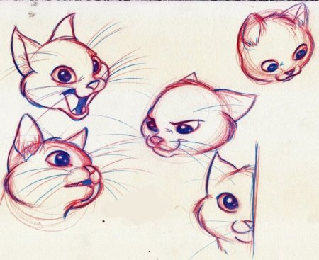 Анатомия кота для рисования голова