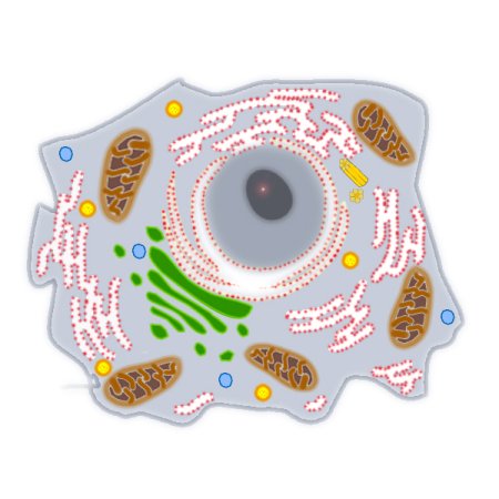 Строение животной клетки без подписей