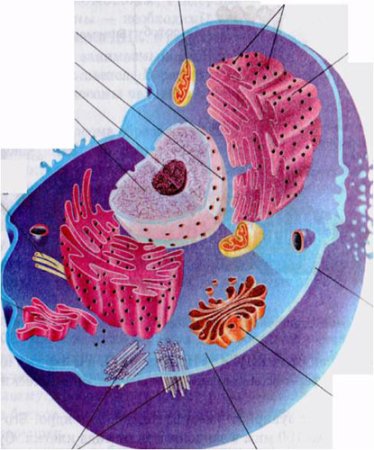 Клетка животного органеллы