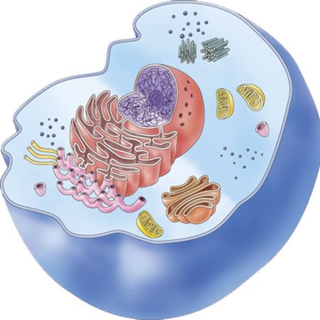 Животная клетка без подписей