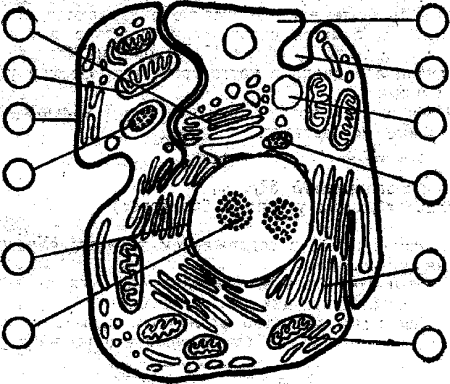 Эукариотическая клетка черно белая