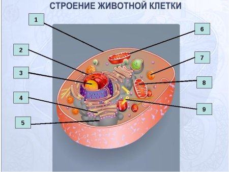 Строение животной клетки без подписей
