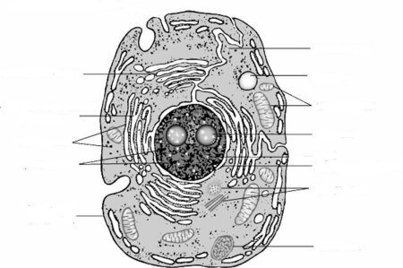 Схема микроскопического строения животной клетки