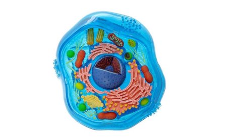 Клетка эукариот