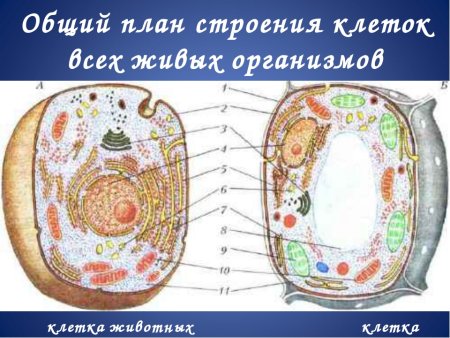 Строение растительной и животной клетки без подписей