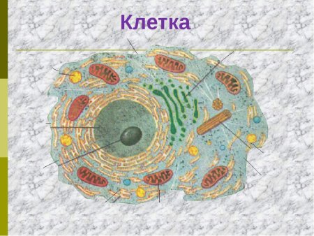 Клетка биология строение