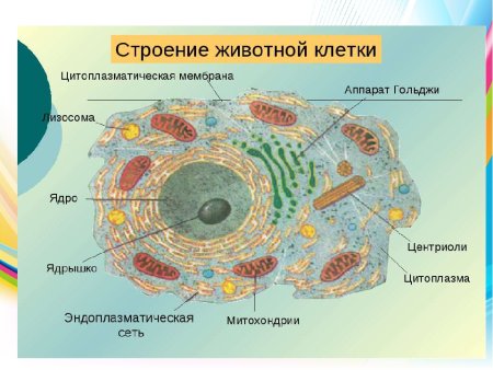 Строение животной клетки 5 класс биология