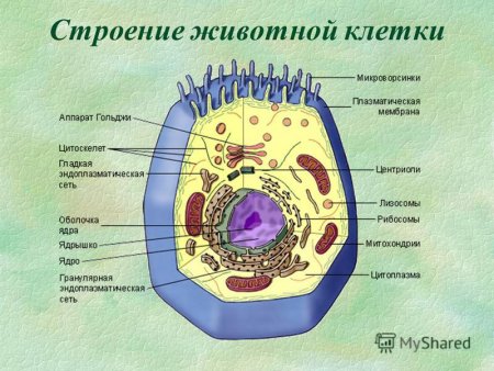 Строение животной клетки рисунок