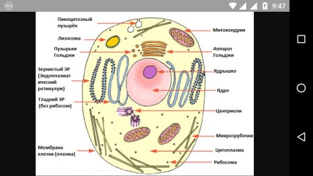 Строение животной клетки 7 класс биология