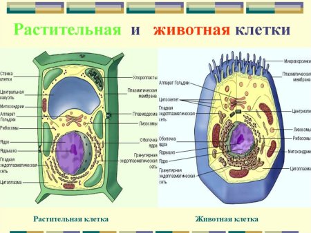 Строение органелл растительной клетки и животной клетки
